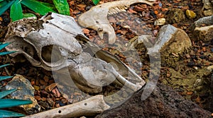 Broken animal skull with bone and jaw, the remains of a herbivorous mammal