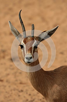 Broken Antler photo