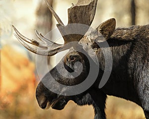 Broken antler moose