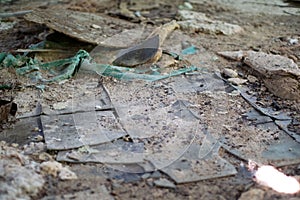 Broken asbestos floor tile and contamination in abandoned building