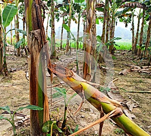 Broken banana tree and new saplings growing in the garden