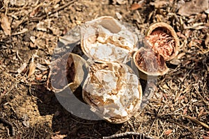 broken baobab fruit, Ankarana, Madagascar