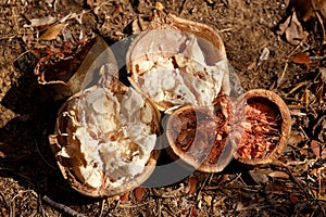 Broken baobab tree fruit and seeds, Madagascar