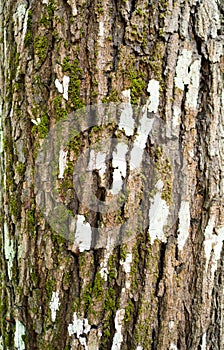 Broken bark and moss.