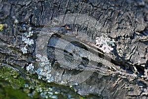 Broken bark with moss on it