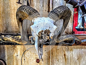 Broken Big Horn Sheep Skull Mounted on Rustic Barn Wall