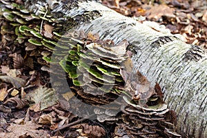 Broken birch tree with woody mushrooms in the forest.