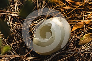 Broken bird egg on the floor