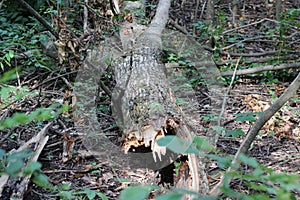 A broken bole of a tree on the ground photo