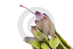 Broken bones tree white background in studio photo
