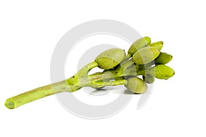 Broken bones tree white background in studio