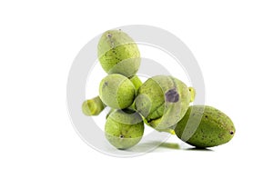 Broken bones tree white background in studio