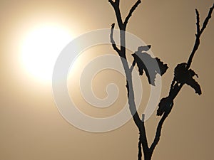 Broken branch in autumn mist