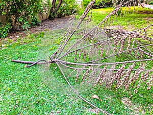 Broken branch of a dead tree on the grass in the park.