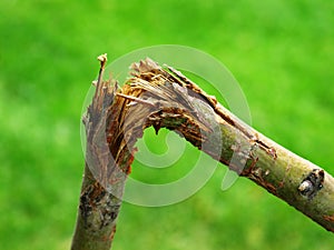 Broken Branch from Storm Destruction