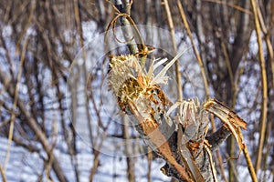 Broken branches of tree in park, outdoors after storm or gnawed by dog