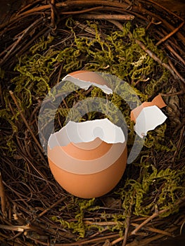 Broken brown egg in bird nest