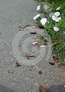 Broken brown glass on the asphalt next to the grass