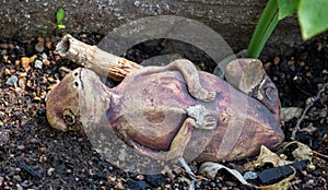 Broken ceramic animal discarded in the garden