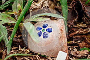 broken clay pot on the ground near the green leaves