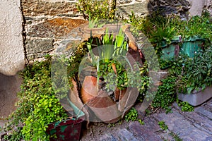 Broken clay pot used as a flower pot on the facade of a stone house. garden decoration