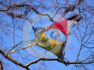 Broken colourful kite stuck in the birch tree