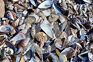 Broken conches in the beach of Antofagasta, Chile