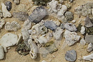 Broken corals on the beautiful and pristine beach