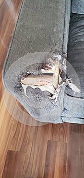 Broken couch cushion that do chewed on down to the wood.