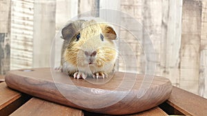 Broken cream and cream agouti american guinea pig