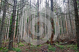 Broken dead trees in a forest in Bavaria, caused by the bark beetle