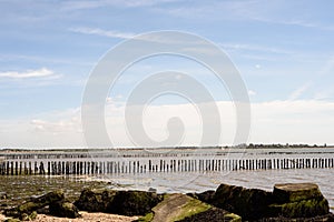 Broken Defences and Wooden Poles on Mersea Island