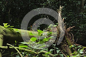 broken down tree, shrub background