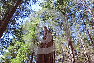 Broken down tree in Tokai Forest.