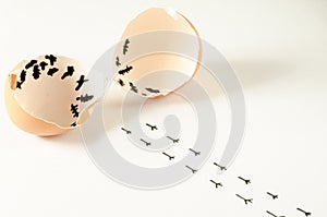 A broken egg and the chick footprints walking away