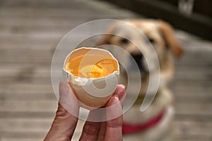 Broken Egg for Dogs. Dog Natural Food Ingredients Benefits. Pet Nutrition Recipes. Dog Raw Food.