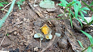 Broken Egg on the Ground