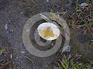 Broken Egg on the Ground