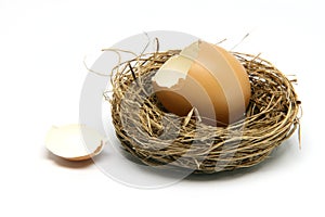 Broken egg in nest