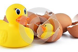 Cracked egg open with yellow plastic duck on white background