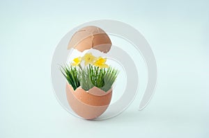 Broken egg with spring grass and flowers