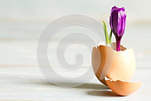 Broken egg and violet crocus easter abstract symbol of new life