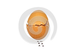 Broken Eggs shell on white background with cipping path