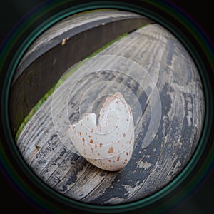 Broken eggshell of tit in objective lens