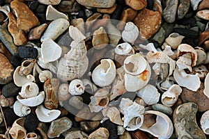 Shells on a stony beach