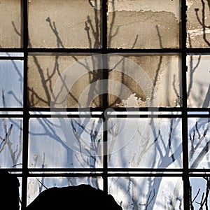 Broken factory window and tree branches