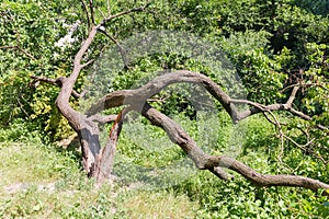 Broken fallen old apricot tree with twisted splitted trunk