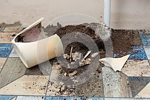 Broken fallen pot and dead cactus