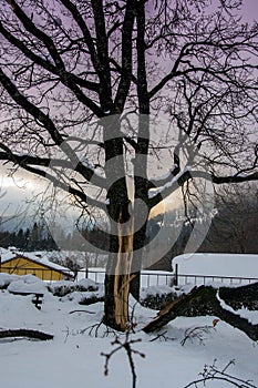 Broken fallen snow covered tree in winter, single tree, snow blizard, cold weather in winter season, disaster