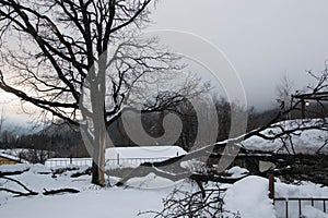 Broken fallen snow covered tree in winter, single tree, snow blizard, cold weather in winter season, disaster